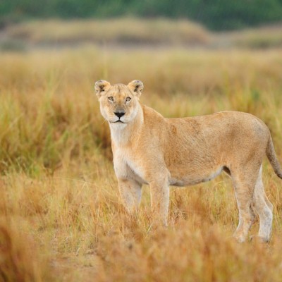 Kenya