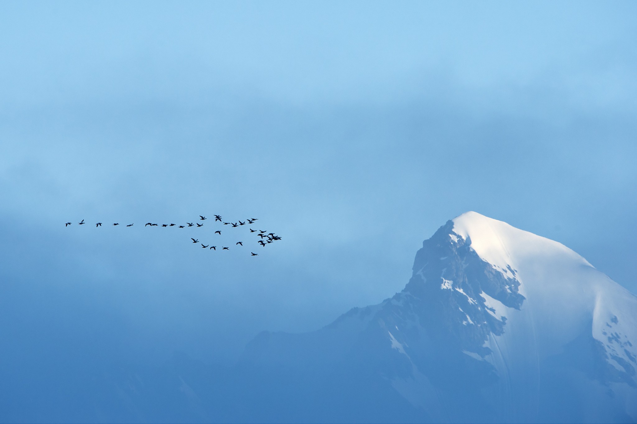 EideCommmon Eiders and Mountain, Svalbard, Arctic