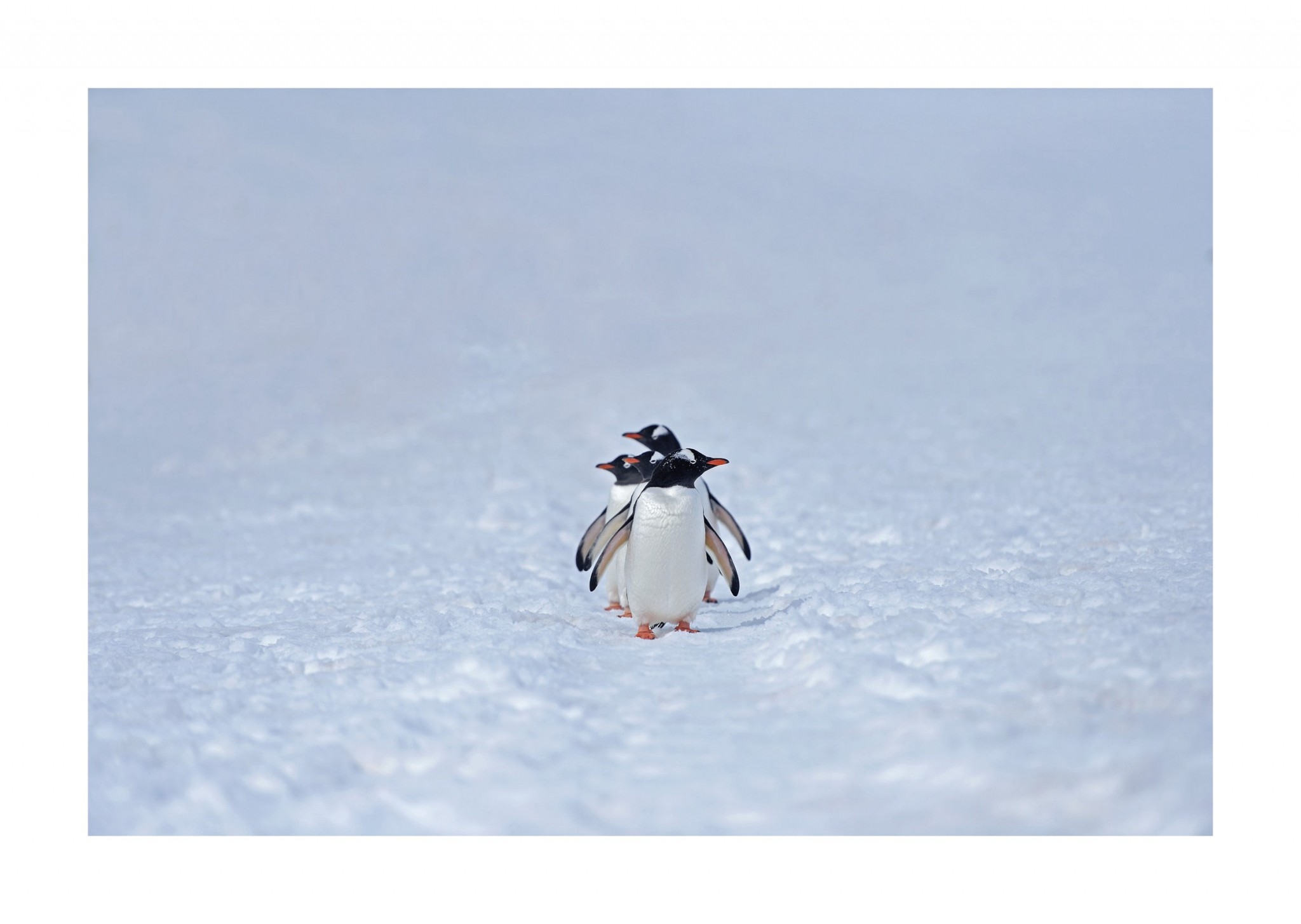 Gentoo Penguins, Antarctica