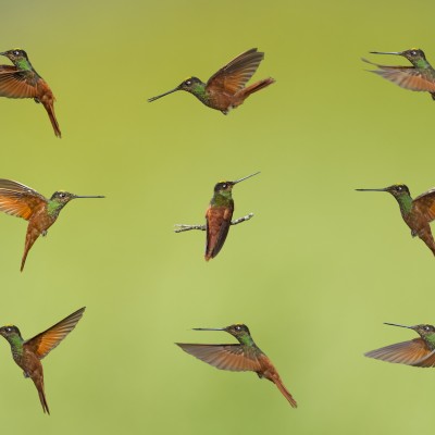 Hummingbirds Collage