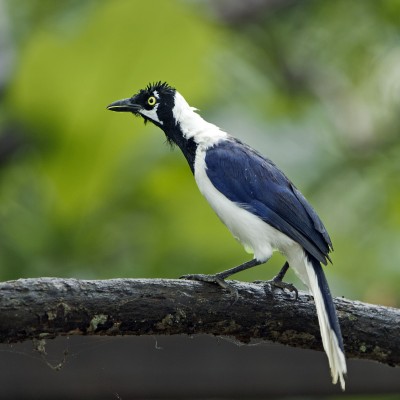 White-tailed Jay