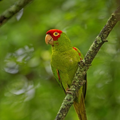 Red masked Parakeet