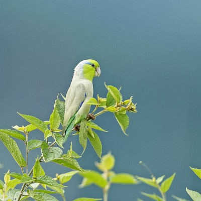 Pacific Parrot