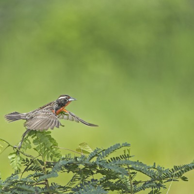 Peruvian Meadow Lark