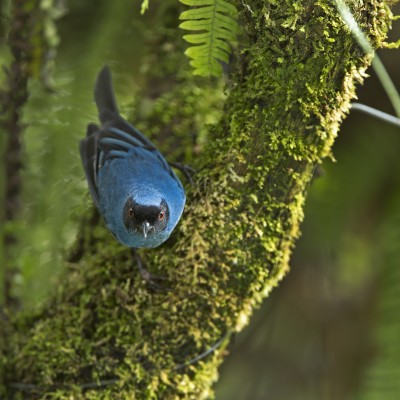 Masked Flowerpecker