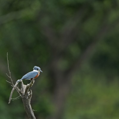 Ringed Kingfisher