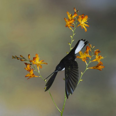 Collared Inca Hummingbird