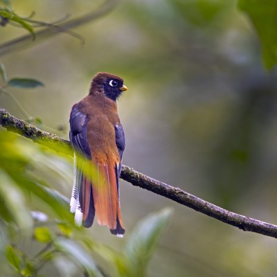 Masked Trogon (female)