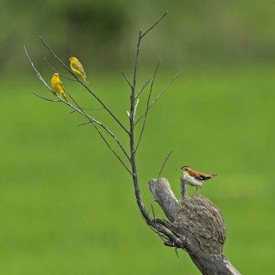Pacific Hornero and Saffron Finches