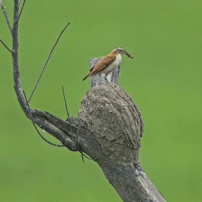 Long-tailed Mockingbird