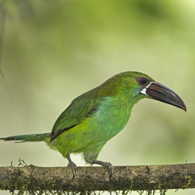 Toucanet