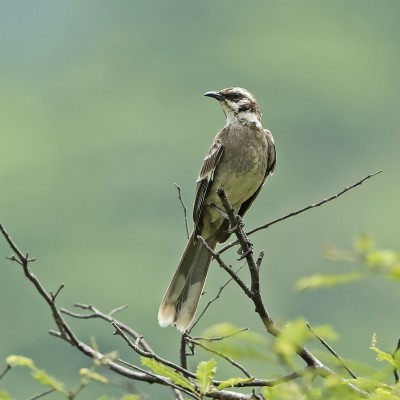 Mockingbird