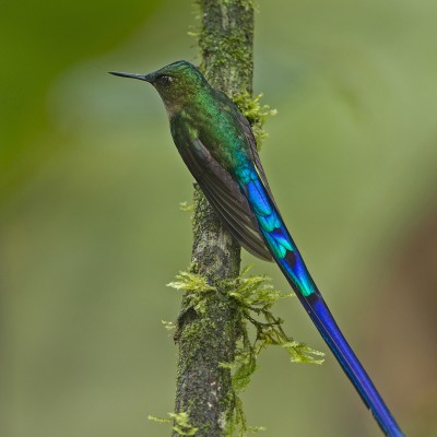 Violet-tailed Sylph