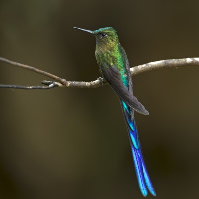 Violet-tailed Sylph
