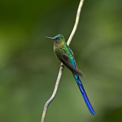 Violet-tailed Sylph