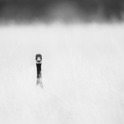_KBN8474